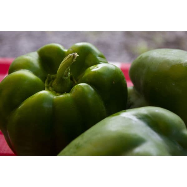 Poivron vert