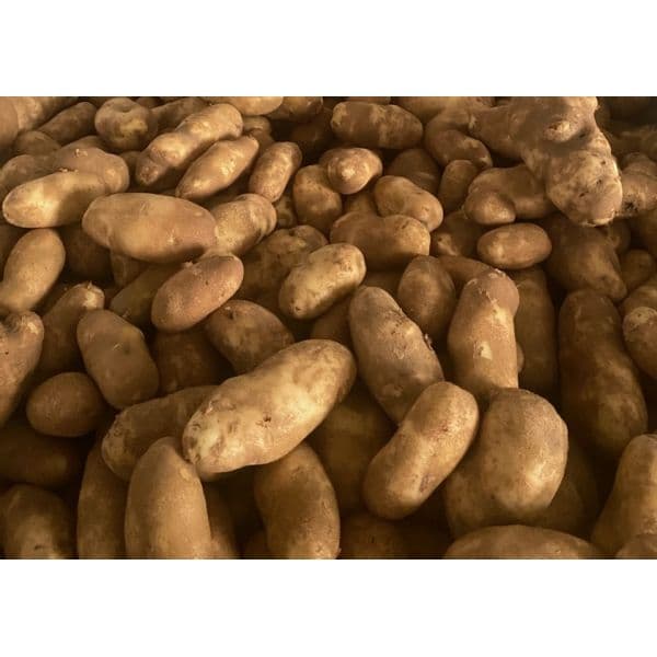 Pommes de terre (cultiver l'espoir)